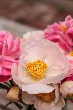 白色粉红色的牡丹花芍药属花束