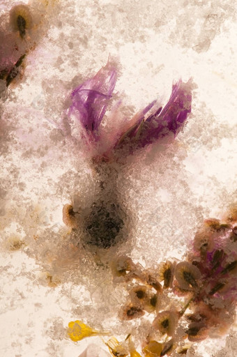 冻花花朵冰多维数据集