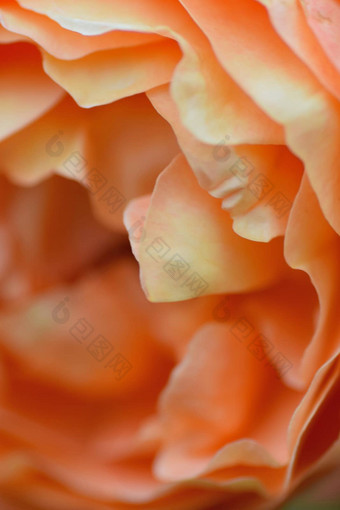 宏纹理充满活力的橙色彩色的玫瑰花瓣垂直框架