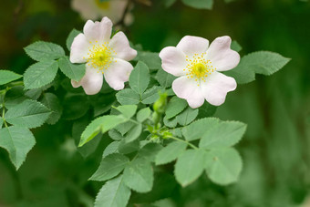 分支犬<strong>蔷薇花</strong>关闭