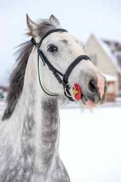 美丽的马灰色的颜色肖像特写镜头冬天