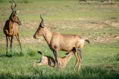 红色的大羚羊小腿乳臭未干的小子妈妈。