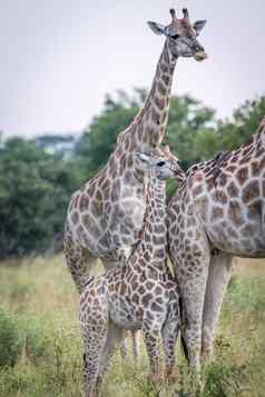 婴儿长颈鹿成键妈妈。