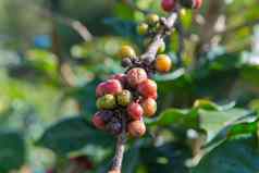 Arabica罗布斯塔树咖啡种植园