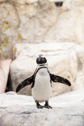 非洲企鹅spheniscus德梅勒斯