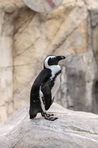 非洲企鹅spheniscus德梅勒斯
