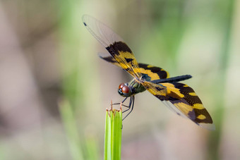 图像蜻蜓rhyothemis杂色自然背景