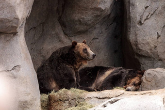 北美国灰熊熊熊属arctos形容