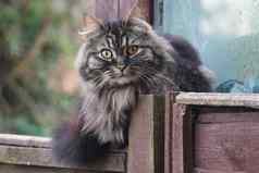 可爱的毛茸茸的虎斑长头发的猫