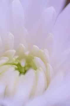 宏纹理白色大丽花花瓣垂直框架