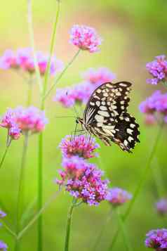 美丽的蝴蝶色彩斑斓的花