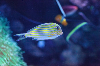 条纹热带鱼的一种棘皮动物lineatus
