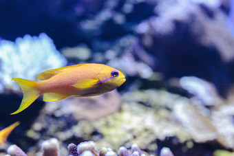 黄色的lyretailanthias鱼假<strong>单</strong>胞菌鳞状螨