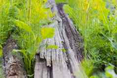 背景腐烂的木木板杂草丛生的草