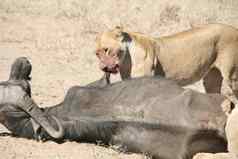 野生狮子哺乳动物吃水牛非洲萨凡纳肯尼亚
