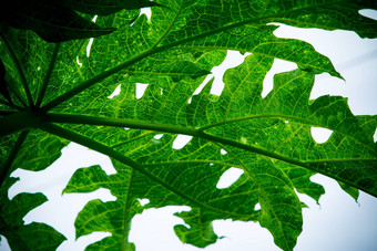 特写镜头绿色叶木瓜下雨水平照片