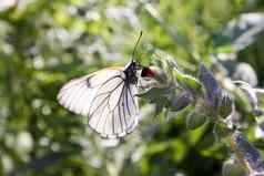 蝴蝶白色透明的瘦长结实的翅膀
