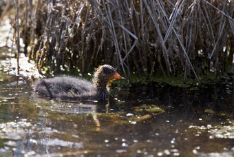 婴儿傻瓜waterhen