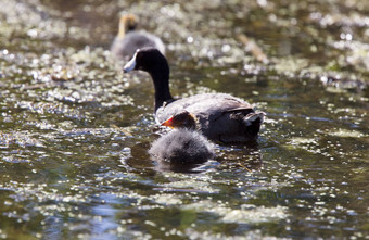 婴儿傻瓜waterhen