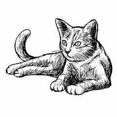 徒手画的草图插图猫