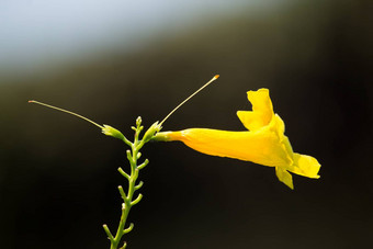 关闭黄色的<strong>花</strong>黄色的老