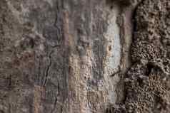 蚂蚁野生动物木纹理