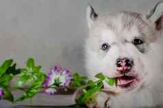 西伯利亚沙哑的小狗背景
