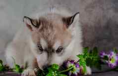西伯利亚沙哑的小狗背景