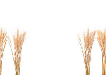珍珠大麦粮食种子背景
