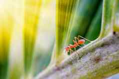 蚂蚁野生动物植物纹理