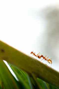 蚂蚁野生动物叶巴克格蓬德