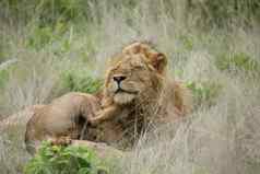 狮子野生危险的哺乳动物非洲萨凡纳肯尼亚