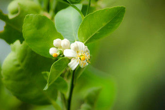 惠蒂花<strong>柠檬树</strong>