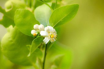 惠蒂花柠檬树