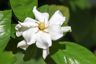 栀子花jasminoides花