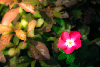 粉红色的Catharanthusroseus也<strong>叫花</strong>