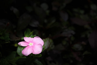 软粉红色的Catharanthusroseus也<strong>叫花</strong>