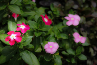 粉红色的Catharanthusroseus也叫花