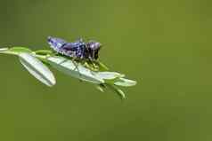 图像蜻蜓幼虫干绿色叶子昆虫动物