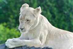 图像有趣的白色狮子睡眠