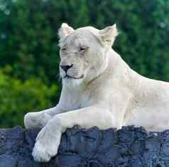 图像有趣的白色狮子睡眠