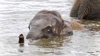 图片有趣的年轻的大象游泳