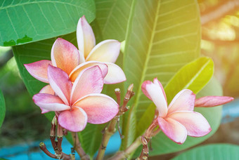 plumeria<strong>鸡蛋花</strong>花自然<strong>鸡蛋花</strong>