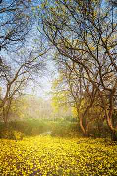 黄色的花地面大树森林