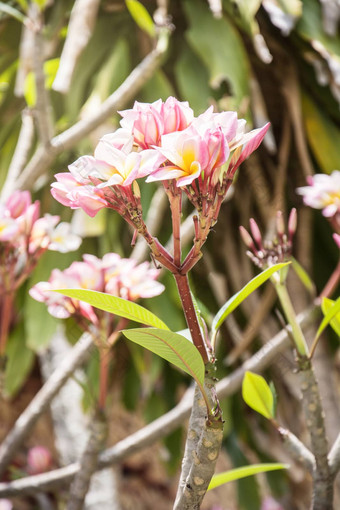 plumeria鸡<strong>蛋花花</strong>自然鸡<strong>蛋花</strong>