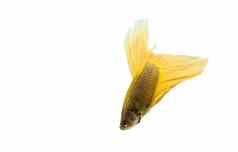 黄色的搏鱼鱼孤立的黑色的背景