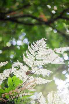 死蕨类植物深森林旁边的北泰国re