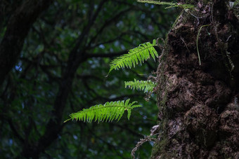 <strong>蕨类植物</strong>叶绿色<strong>蕨类植物</strong>树叶深森林英国皇家植物园美锅