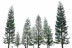 松树孤立的白色背景