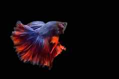 搏鱼鱼孤立的黑色的背景行动移动时刻红色的蓝色的玫瑰尾巴搏鱼暹罗战斗鱼